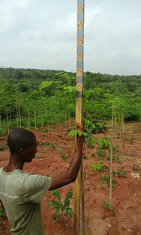 Im Bild ist eine Person mit einerr Messlatte auf einem Feld mit Moringabäumen in Ghana zu sehen, das mit mit SLECI bewässert wird 