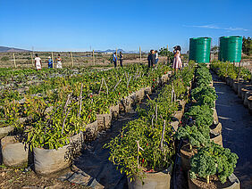 Auf einem Ackerland sind sieben Reihen aus Säcken mit ca. einem Meter Durchmesser zu sehen. in denen wachsen verschiedene Pflanzen.