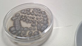 Eine Petrischale mit einer grauen Pilzkultur steht auf einem Tisch.