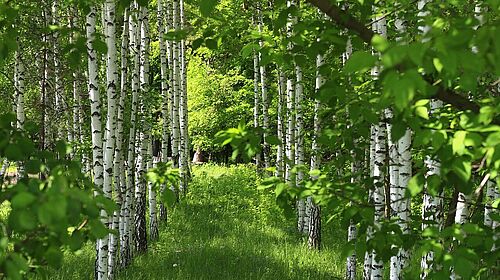 green gras, green tree planted like an alley.