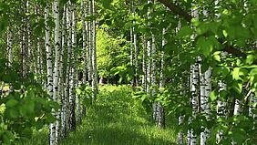 Grüner Rasen, rechts und links stehen Birken, das Laub ist ebenfalls grün. Es sieht wie eine Allee aus.