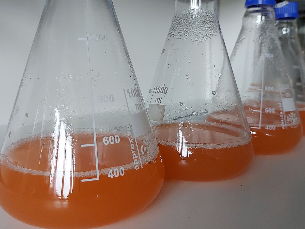 Es sind aufgereihte Reagenzgläser mit einer orangefarbenen Flüssigkeit dargestellt.