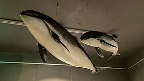Zwei Modelle von Schweinswalen hängen an einer Betondecke.