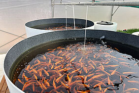 Es sind zwei große Bottiche zu sehen, in die von oben kleine Wasserstrahlen laufen und in denen viele Fische schwimmen